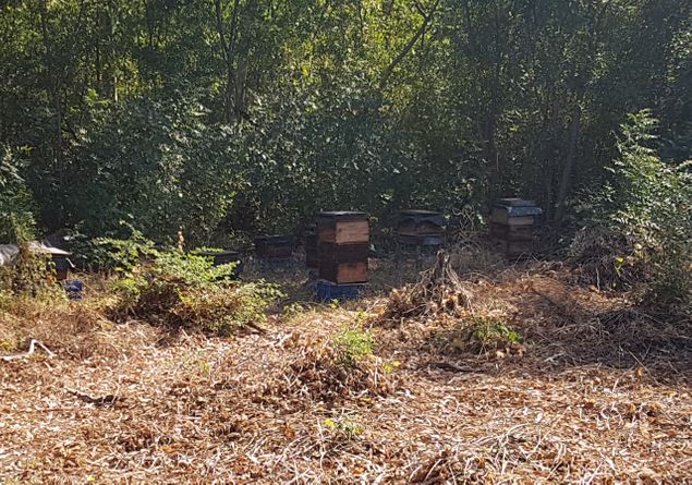Beehives on Omiteppe Island.  Project started 3 yrs ago