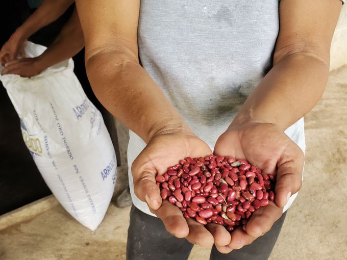 Yolanda shows off some of the beans that she harvested from her crop up the mountain. Many hours of sweat labour go into preparing the fields, planting and harvesting the beans, all done by hand. 